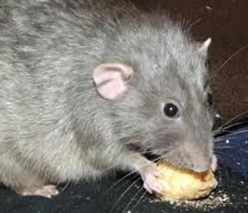 ବର୍ଷାଦିନେ ମୂଷା ପ୍ରକୋପରୁ ରକ୍ଷା ପାଇବେ କିପରି?