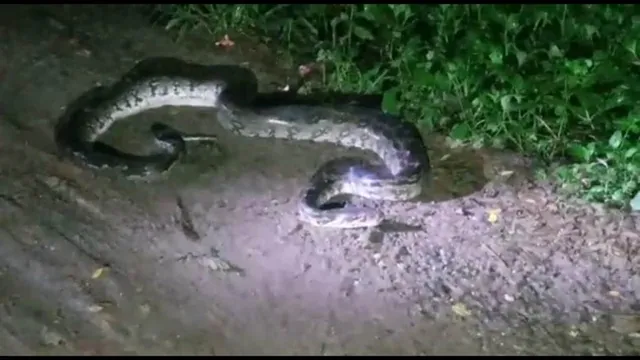 ମାଲକାନଗିରି: ହାଇସ୍କୁଲ ପରିସରରୁ ୧୨ଫୁଟ ଲମ୍ବ ଅଜଗର ସାପ ଉଦ୍ଧାର