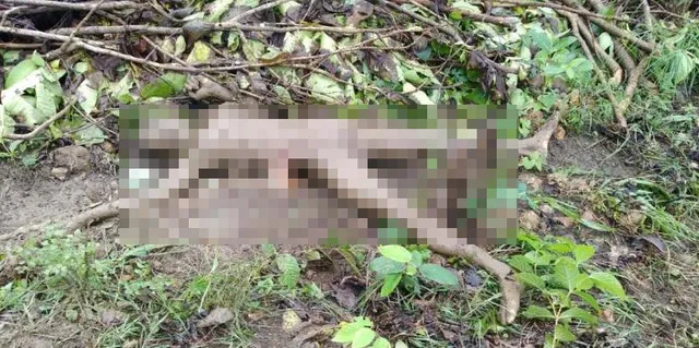 ରେଢ଼ାଖୋଲ: ହାତୀ ଆକ୍ରମଣରେ ଜଣେ ମୃତ