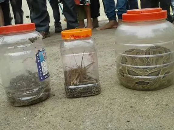 ରୋଷେଇ ଘରୁ ଉଦ୍ଧାର ହେଲେ ୧୪ ନାଗସାପ ଛୁଆ