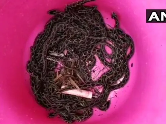 ସ୍କୁଲର ରୋଷେଇ ଘରୁ ହଠାତ୍‌ ବାହାରିଲା ୨ଟି ନାଗ ସାପ, ଗୋଟିଏକୁ କାବୁ କରୁ କରୁ ବହାରିଲେ ୬୦ଟି ବିଷାକ୍ତ ନାଗ ସାପ