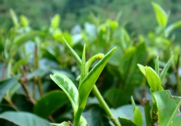 ଚା’ ଦାମ୍‌ କେଜି ପିଛା ୩୯ ହଜାର ଟଙ୍କା