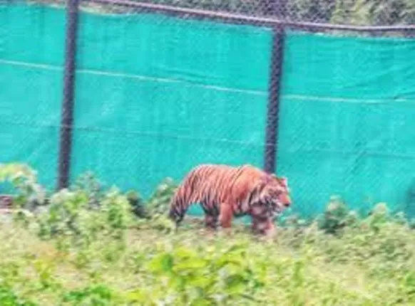 ସାତକୋଶିଆକୁ ଛଡ଼ାଯିବ ବାଘୁଣୀ : ୧୪ ଦିନରେ ୪ ଶିକାର କଲାଣି ମହାବଳ