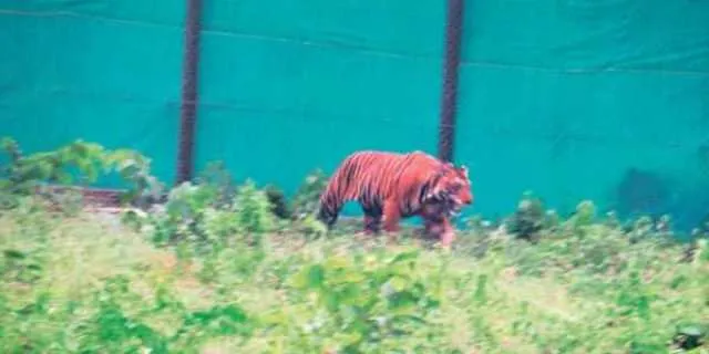 ମହାବଳ ପାଇଁ ରିହର୍ସାଲ୍‌ : ଜଙ୍ଗଲରେ ୨୪ଘଣ୍ଟିଆ ପହରା, ସାଟେଲାଇଟ୍‌ ଆଣ୍ଟିନା ଧରି ବୁଲିବେ, ଗୋଡ଼େ ଗୋଡ଼େ ଜଗିବେ