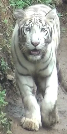 ଗୌରବ ଆଣିଛି ଧଳାବାଘ