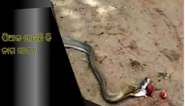 ନାଗ ସାପ ପିଆଜ ଖାଉଛି କି ? ଅନୁଗୁଳରେ ଜିଅନ୍ତା ନାଗ ପେଟରୁ ବାହାରିଲା ପିଆଜ !