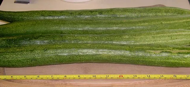 ୫୧ ଇଞ୍ଚ୍‌ର କାକୁଡ଼ି ଫଳାଇ ଚର୍ଚ୍ଚାରେ ଭାରତୀୟ ବଂଶୋଦ୍ଭବ; ନିଜ ସ୍ୱାସ୍ଥ୍ୟ ଓ ପରିବାର ବ୍ୟତୀତ କାକୁଡ଼ି ପାଇଁ ବି କରନ୍ତି ଈଶ୍ୱରଙ୍କୁ ପ୍ରାର୍ଥନା