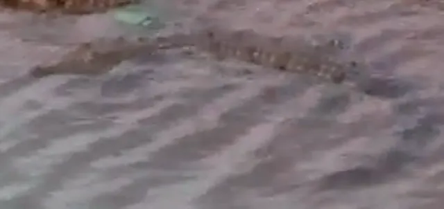 ଦାରୁଠେଙ୍ଗ ବଡ଼ବାଙ୍କ ଖାଲରେ କୁମ୍ଭୀର, ଲୋକେ ଆତଙ୍କିତ : ଡେରାସ ଡ୍ୟାମ୍‌ରୁ ଭାସି ଅାସିଛି