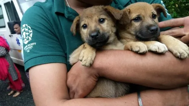 କେରଳ ବନ୍ୟାକ୍ଳୀଷ୍ଟ ଜୀବଜନ୍ତୁଙ୍କୁ ଉଦ୍ଧାର କରୁଛନ୍ତି ପ୍ରାଣୀ ଅଧିକାର କର୍ମୀ