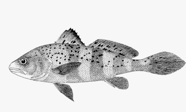 ଗୋଟିଏ ମାଛ ଦୁଇଭାଇଙ୍କୁ କଲା ଲକ୍ଷପତି