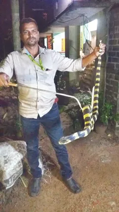 ଘର ଭିତରୁ ୪ ଫୁଟିଆ ରଣା ଉଦ୍ଧାର