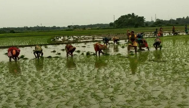 ବାଲିପାଟଣା ଅଞ୍ଚଳରେ ଧାନତଳି ରୋଇବାରେ ବ୍ୟସ୍ତ କୃଷି ଶ୍ରମିକ