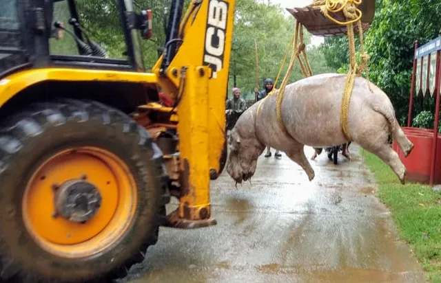 ଆଉ ଏକ ଜଳହସ୍ତୀ ମୃତ