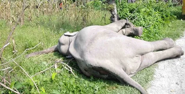 ହାତୀକୁ ଗୁଳିକରିି ହତ୍ୟା