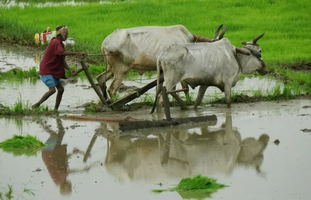 ରାଜ୍ୟର ୯୦ ପ୍ରତିଶତ ଚାଷୀ ପରିବାର ଋଣଗ୍ରସ୍ତ