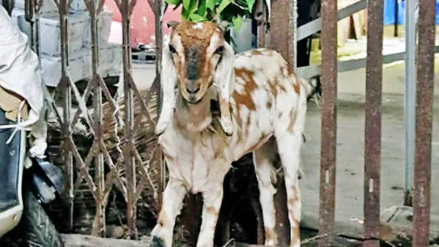 ଫାଇନ୍‌ ଦେଇ ନ ପାରିଥିବା ବିନା ଟିକିଟ୍‌ ଯାତ୍ରୀଙ୍କୁ ନିଲାମ କରି ଦେଲେ ରେଳବାଇ ଅଧିକାରୀ