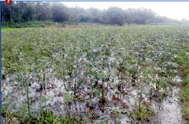 ଅନିୟମିତ ବର୍ଷା ଉଜାଡ଼ିଲା ଚାଷ:ଜୁନରେ କେଞ୍ଚାଏ, ଜୁଲାଇରେ ମେଞ୍ଚାଏ