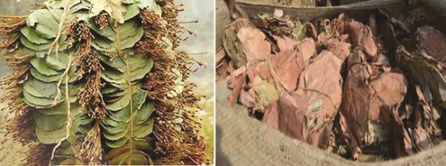 ଅଭୟକାନ୍ତଙ୍କ ବଲାଙ୍ଗୀର ଲିଙ୍କ୍ : ସବୁଜ ହୀରାରୁ କରୁଥିଲେ ହରିଲୁଟ୍‌