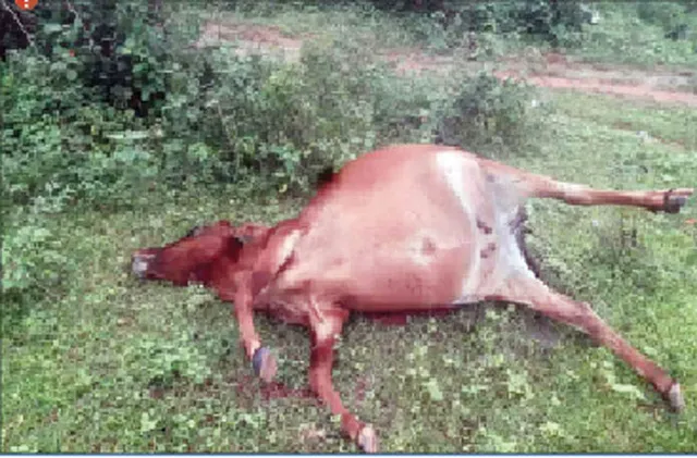 ବାସି ଖାଦ୍ୟ ଖାଇ ୭ ଗାଈ ମୃତ