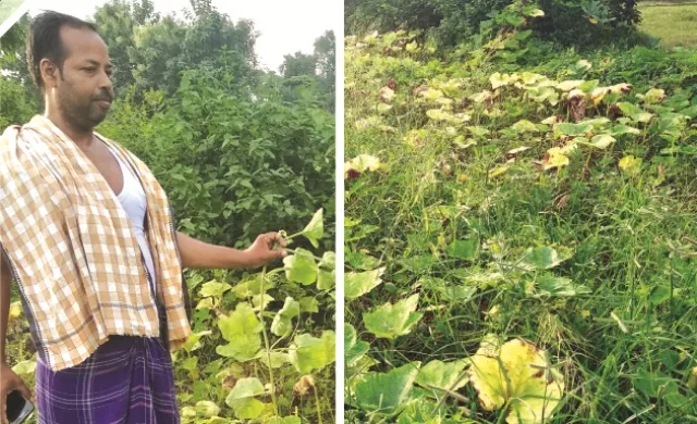 ଉଦ୍ୟାନ କୃଷିରେ ମଞ୍ଜି ଦୁର୍ନୀତି : କଖାରୁ ବି ଫମ୍ପା