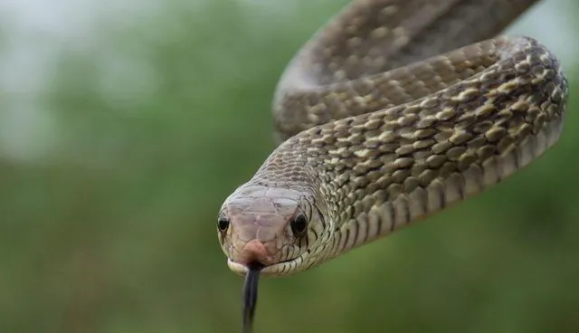 ସାପ କାମୁଡ଼ାରୁ ବର୍ତ୍ତିବା ପାଇଁ ସଚେତନ କରିବାକୁ ଉଚ୍ଚସ୍ତରୀୟ କମିଟି