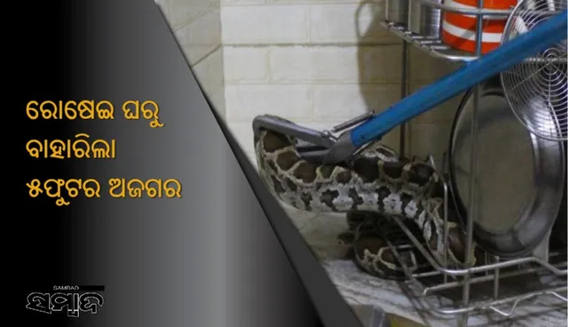 ରୋଷେଇ ଘରୁ ବାହାରିଲା ୫ ଫୁଟର ଅଜଗର ! ଚା’ କରିବାକୁ ଯିବା ସମୟରେ ଗ୍ୟାସ୍‌ ତଳେ ସାପ ଦେଖି ଉଡ଼ିଗଲା ମହିଳାଙ୍କ ହୋସ୍‌