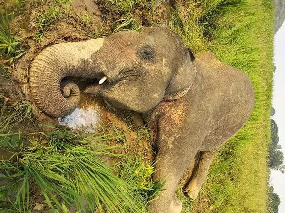 ହାତୀ ଲଢ଼େଇରେ ଦନ୍ତା ମୃତ