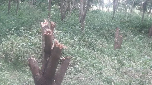 ଗ୍ରାମ୍ୟ ଜଙ୍ଗଲରୁ ଲକ୍ଷାଧିକ ଟଙ୍କାର ଗଛ କାଟିନେଲେ ଦୁର୍ବୃତ୍ତ