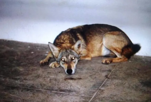 ମହୀଶୂରରୁ ଆସି ନନ୍ଦନକାନନରେ ପହଞ୍ଚିଲେ ଧୂସର ଗଧିଆ ଯୋଡ଼ି