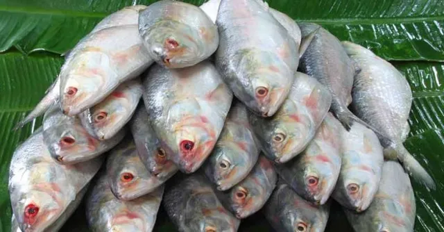 ଆନ୍ଧ୍ର ମାଛରେ ମିଶୁନାହିଁ ଫର୍ମାଲିନ୍  : ବିଧାନସଭାରେ ଉତ୍ତର ରଖିଲେ ମନ୍ତ୍ରୀ