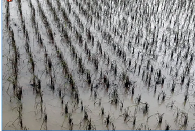 କୃଷି ବିଭାଗର କ୍ଷୟକ୍ଷତି ରିପୋର୍ଟ:୧୧ ହଜାର ହେକ୍ଟର ଫସଲ ନଷ୍ଟ