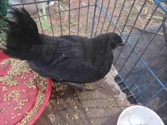 ଓଡ଼ିଶାରେ କଳା କୁକୁଡ଼ା ‘କଡକନାଥ’ : ବାର୍ଷିକ ଦେଉଛନ୍ତି ୧୩୦ ଅଣ୍ଡା, ୩୩ଟି କୃଷି ବିଜ୍ଞାନ କେନ୍ଦ୍ରରେ ଚାଷ ଆରମ୍ଭ