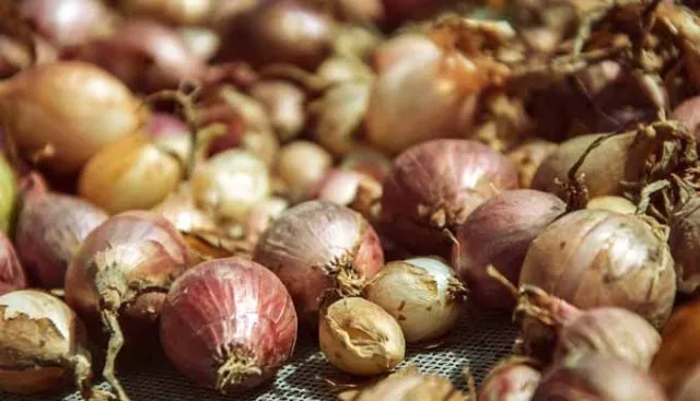 ପିଆଜ ମଞ୍ଜି ଗଜା ନ ହେବା ଘଟଣା: ବିଭାଗୀୟ ତନାଘନା ଜାରି