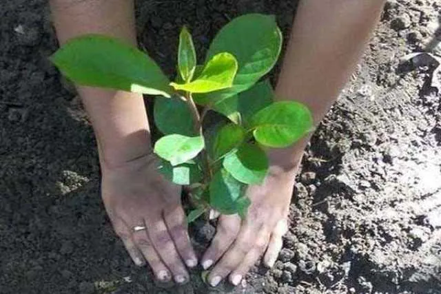 ୫ କୋଟି ଗଛ ଲାଗିପାରିବ?