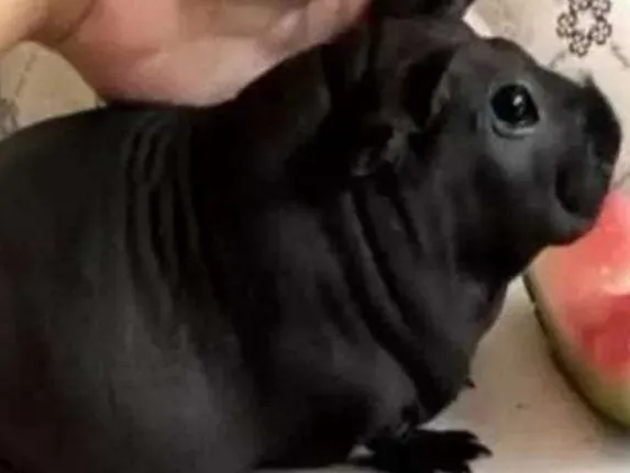 ରାସ୍ତାରେ କୁକୁରକୁ ଏକା ବୁଲୁଥିବା ଦେଖି ଘରେ ଆଣି ରଖିଲେ, କିନ୍ତୁ ମାସକ ପରେ ପାଳୁଥିବା ଜୀବଟି ପ୍ରକୃତରେ କ’ଣ ତାହା ଜାଣି ଆଶ୍ଚର୍ଯ୍ୟ ହୋଇଗଲେ ଯୁବକ