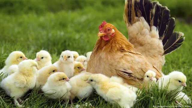 ଚାଷୀଙ୍କୁ ଦିଆଯିବ ୨୨ ଲକ୍ଷ କୁକୁଡ଼ା