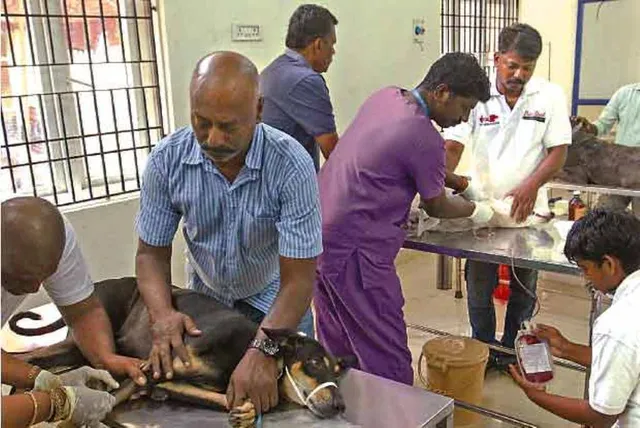 ହସ୍‌ପିଟାଲରେ ଲାଗିଲା ଏକ ଅଦ୍ଭୁତ ରକ୍ତଦାନ ଶିବିର, ଯେଉଁଠାରେ ରକ୍ତ ଦେବା ପାଇଁ ସାମିଲ ହୋଇଥିଲେ ୫୦ରୁ ଅଧିକ କୁକୁର