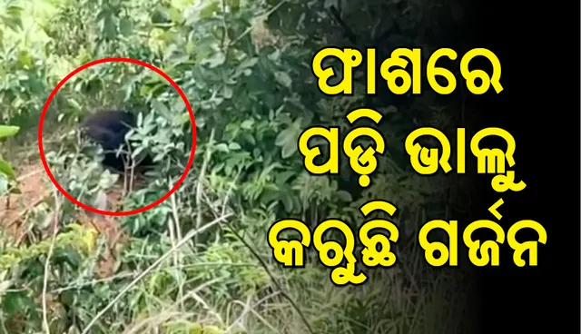 ନୀଳଗିରି: ଖାଦ୍ୟ ଅନେ୍ଵଷଣରେ ଆସି ଫାଶରେ ଫସିଲା ଭାଲୁ