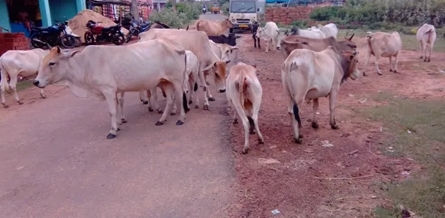 ବ୍ରହ୍ମଗିରି : ଗାଈଗୋରୁଙ୍କ କବ୍‌ଜାରେ ରାସ୍ତା