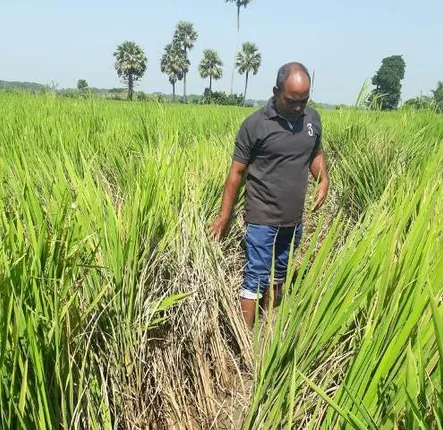 ମାଡ଼ି ଚାଲିଛି ‘ଚକଡ଼ା’ ପୁଣି ଜଣେ ଚାଷୀଙ୍କ ଆତ୍ମହତ୍ୟା