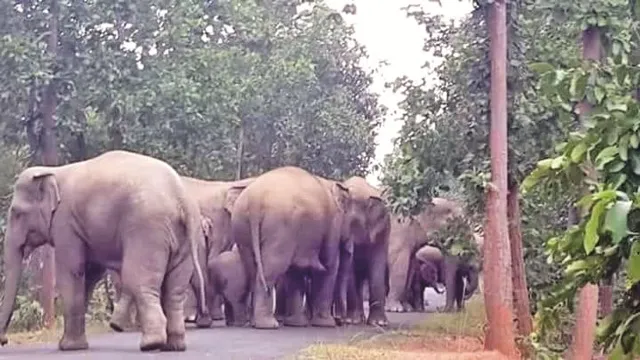 ହାତୀ ଉଜାଡ଼ିଲେ ଫସଲ