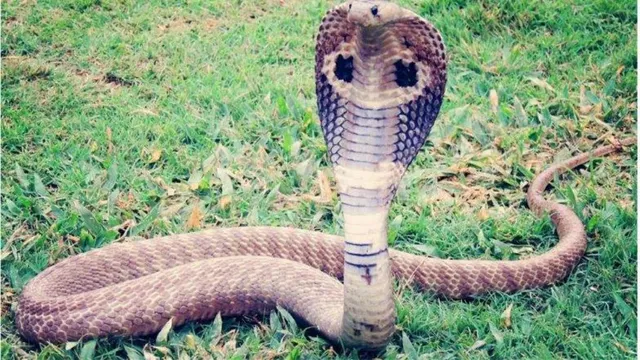 ନାଗଦେବତାଙ୍କ ଆର୍ଶୀବାଦ ପାଇଁ ଶିଶୁକୁ ସାପୁଆ କେଳା ହାତକୁ ଟେକି ଦେଇଥିଲେ, ମା’ କୋଳକୁ ଆଉ ଫେରି ପାରିଲା ନାହିଁ ଝିଅ