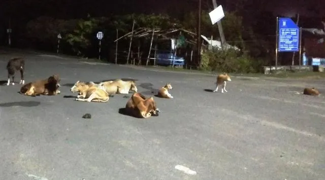 ଗାଈଗୋରୁ ଓ କୁକୁରଙ୍କ କବଜାରେ  କୋଣାର୍କ ଅଞ୍ଚଳର ସମସ୍ତ ମୁଖ୍ୟ ରାସ୍ତା