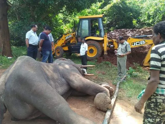 ଚିକିତ୍ସାଧୀନ ଦନ୍ତା ହାତୀର ମୃତ୍ୟୁ
