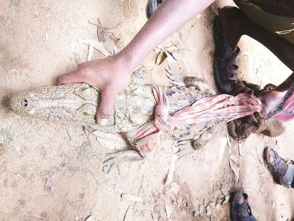 ମନ୍ଦିର ପୋଖରୀରୁ କୁମ୍ଭୀର ଉଦ୍ଧାର