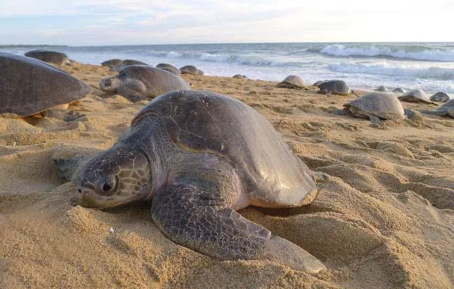 ଅଲିଭ୍ ରିଡ୍‌ଲେ: ଏଥର ଆସିଲେ ୧୧.୬୪ ଲକ୍ଷ; ଗହୀରମଥା, ଋଷିକୁଲ୍ୟା ମୁହାଣରେ ବଢ଼ିଲେ