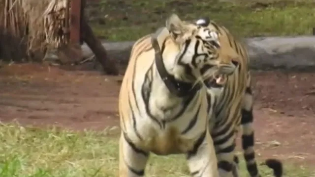 ଆଜି ଫେରିଯିବ ସୁନ୍ଦରୀ