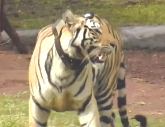 ‘ସୁନ୍ଦରୀ’ କସରତ ଫେଲ୍‌