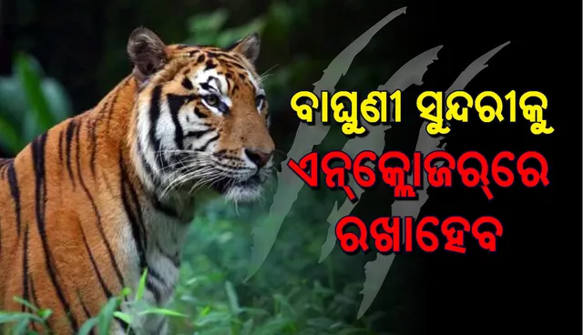 ବାଘୁଣୀ ସୁନ୍ଦରୀ ନରଖାଦକ ନୁହେଁ, ଅଚେତ କରି ଏନ୍‌କ୍ଲୋଜରକୁ ଅଣାଯିବ: ପିସିସିଏଫ୍‌