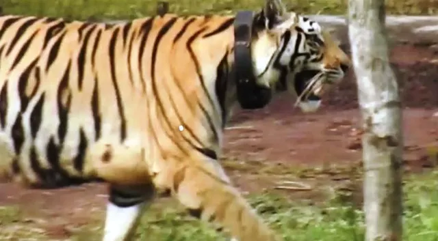 ଆଜି ବଳଦ ଶିକାର କଲା ବାଘୁଣୀ ‘ସୁନ୍ଦରୀ’